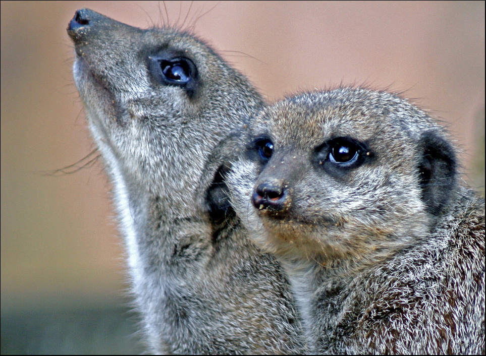 Zwei Erdmännchen