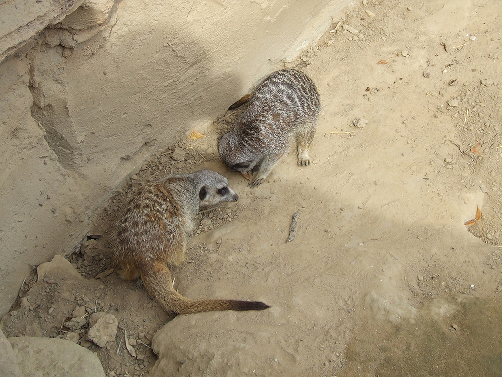 zwei Erdmännchen im Zoo Hannover