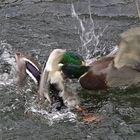 Zwei Erpel raufend im Wasser