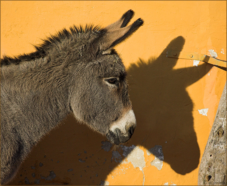 Zwei Esel Foto & Bild | tiere, haustiere, pferde, esel, maultiere
