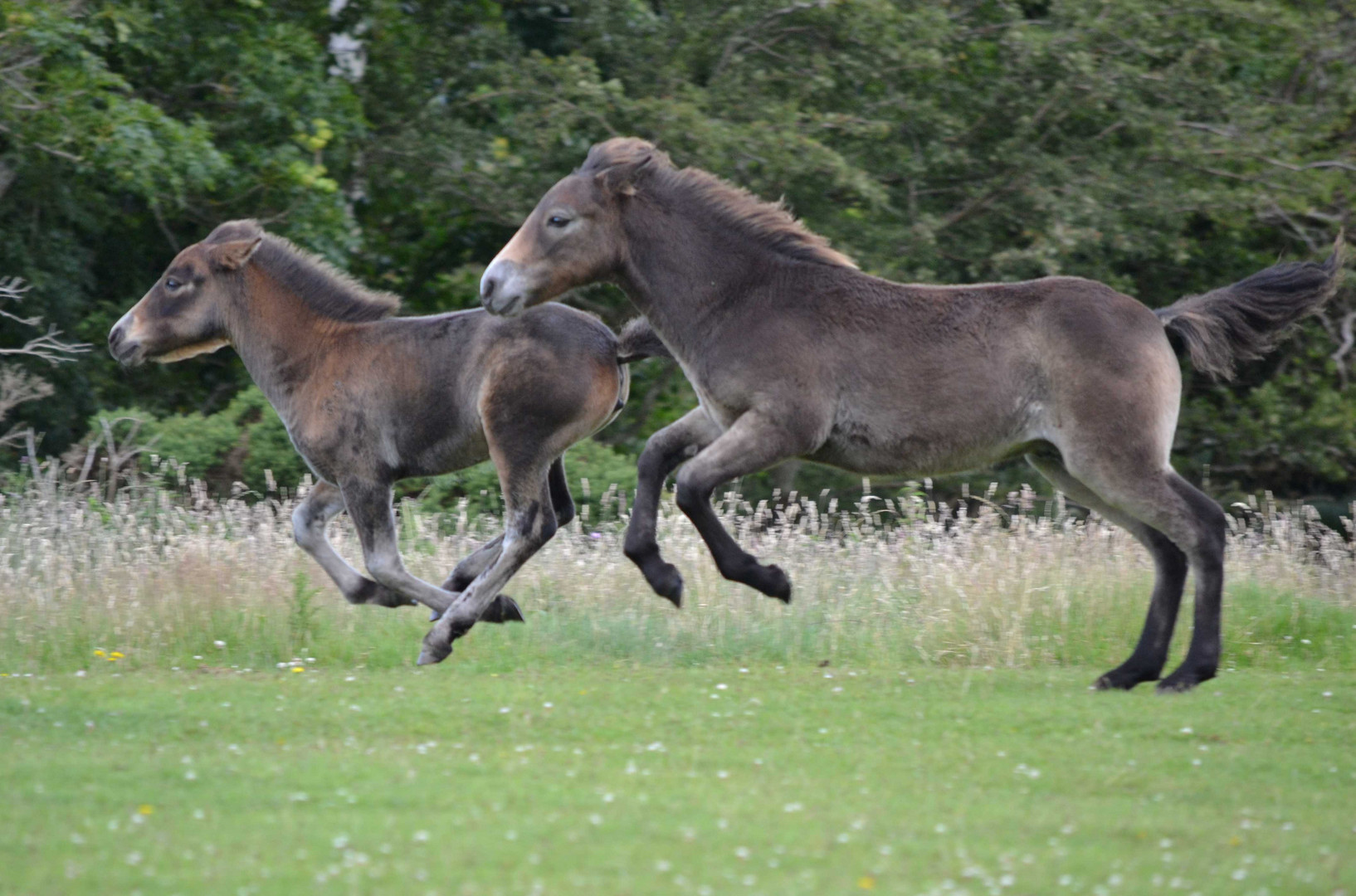 Zwei Exmoorponies in freier Natur