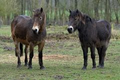 zwei exmoorponys