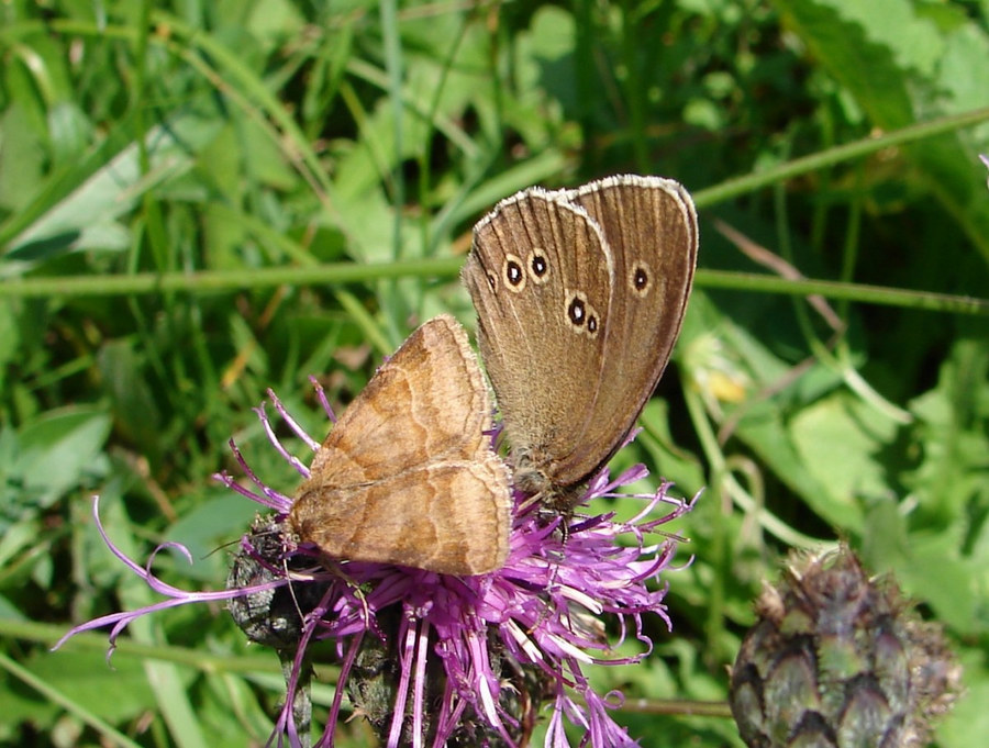 Zwei Falter auf einer blüte