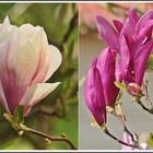 Zwei Farben der Magnolie