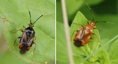 Zwei Farbvarianten der Roten Weichwanze (Deraeocorus ruber)