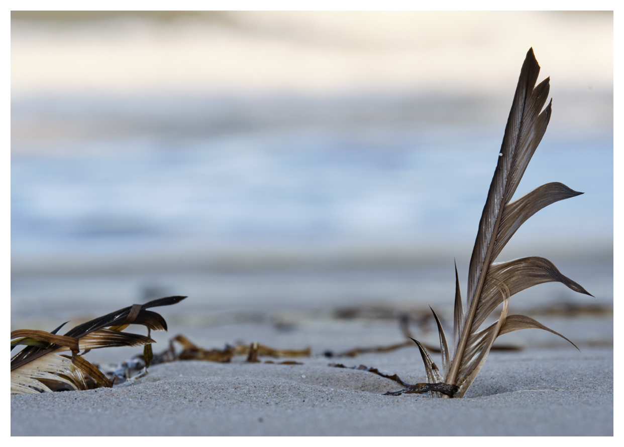 zwei Federn im Sand