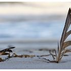 zwei Federn im Sand