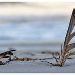 zwei Federn im Sand