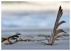 zwei Federn im Sand