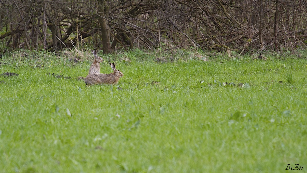 zwei Feldhasen