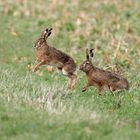 Zwei Feldhasen am Feldrand