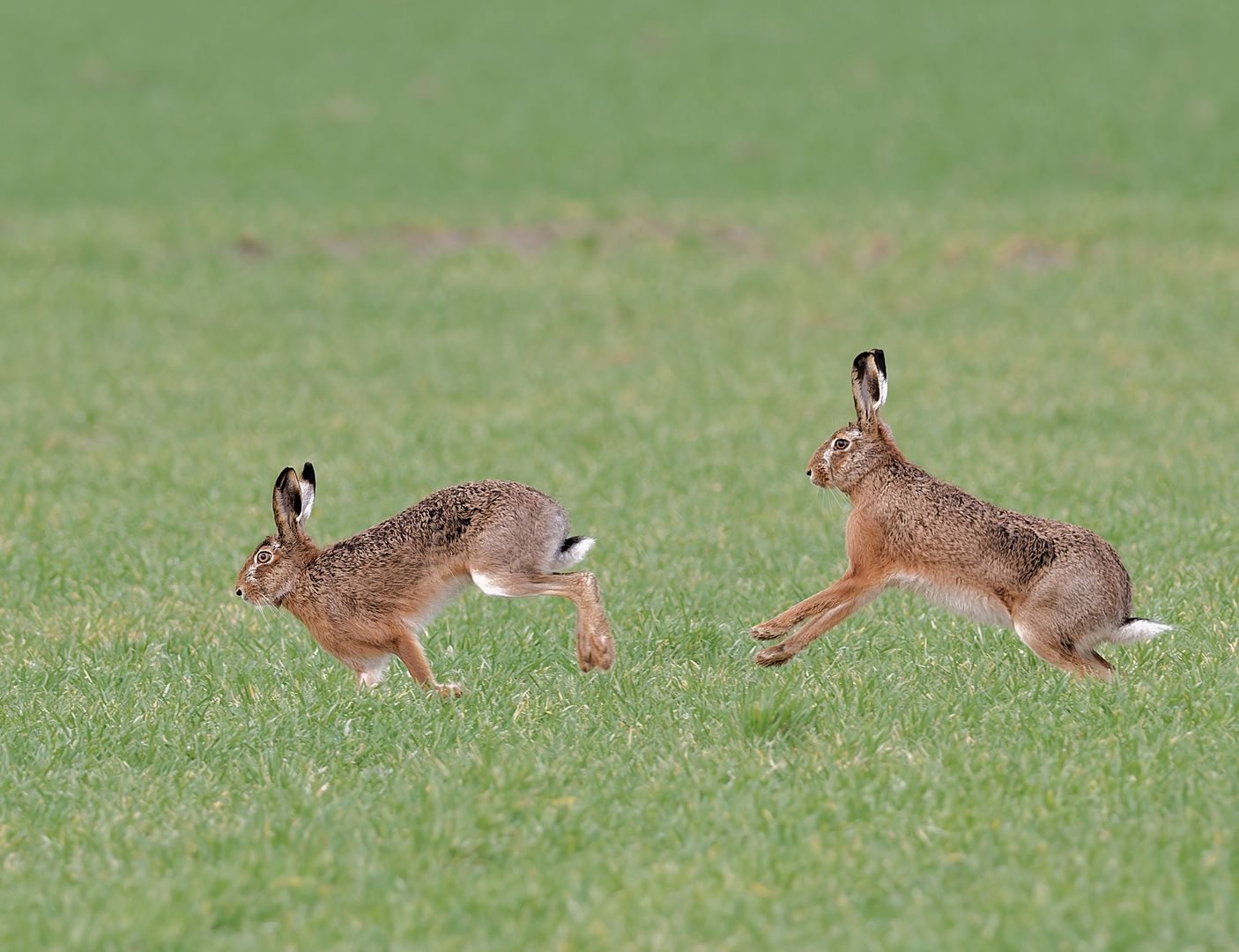 Zwei Feldhasen im Feld