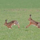 Zwei Feldhasen im Feld