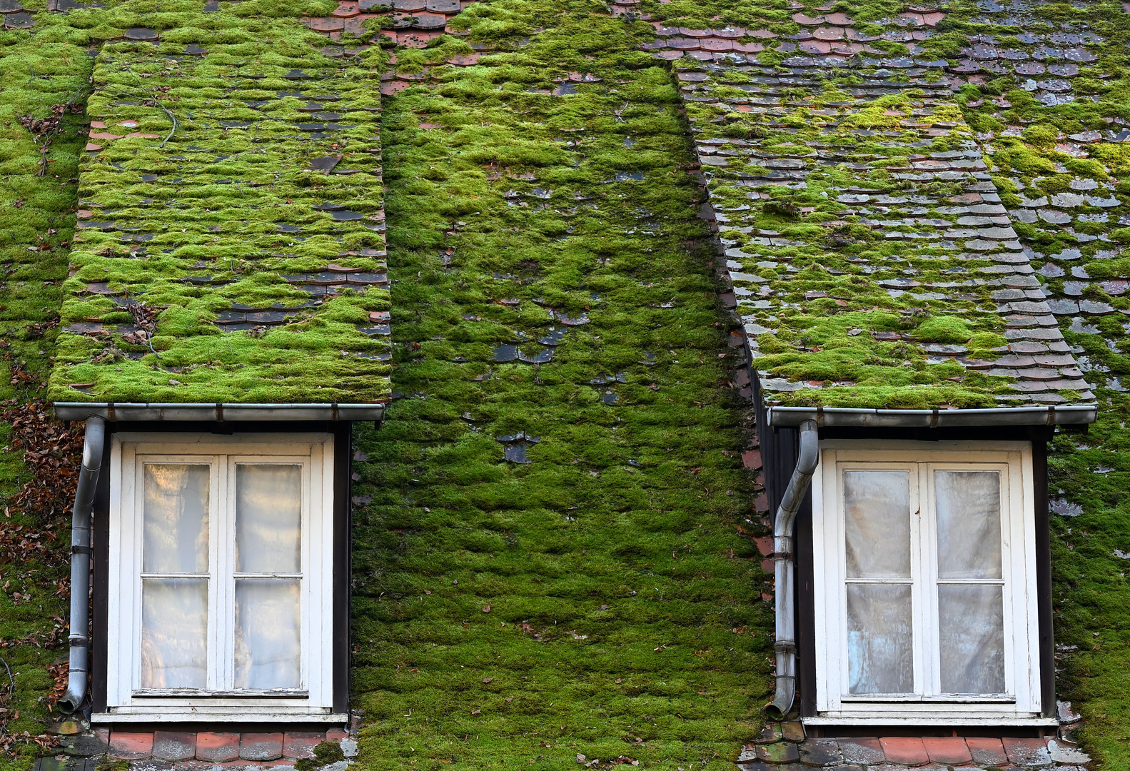 zwei Fenster grünes Dach
