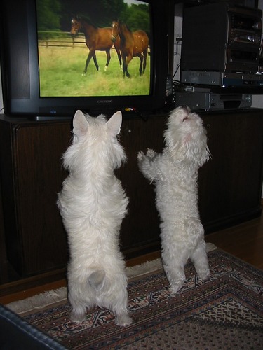 Zwei Fernsehhunde