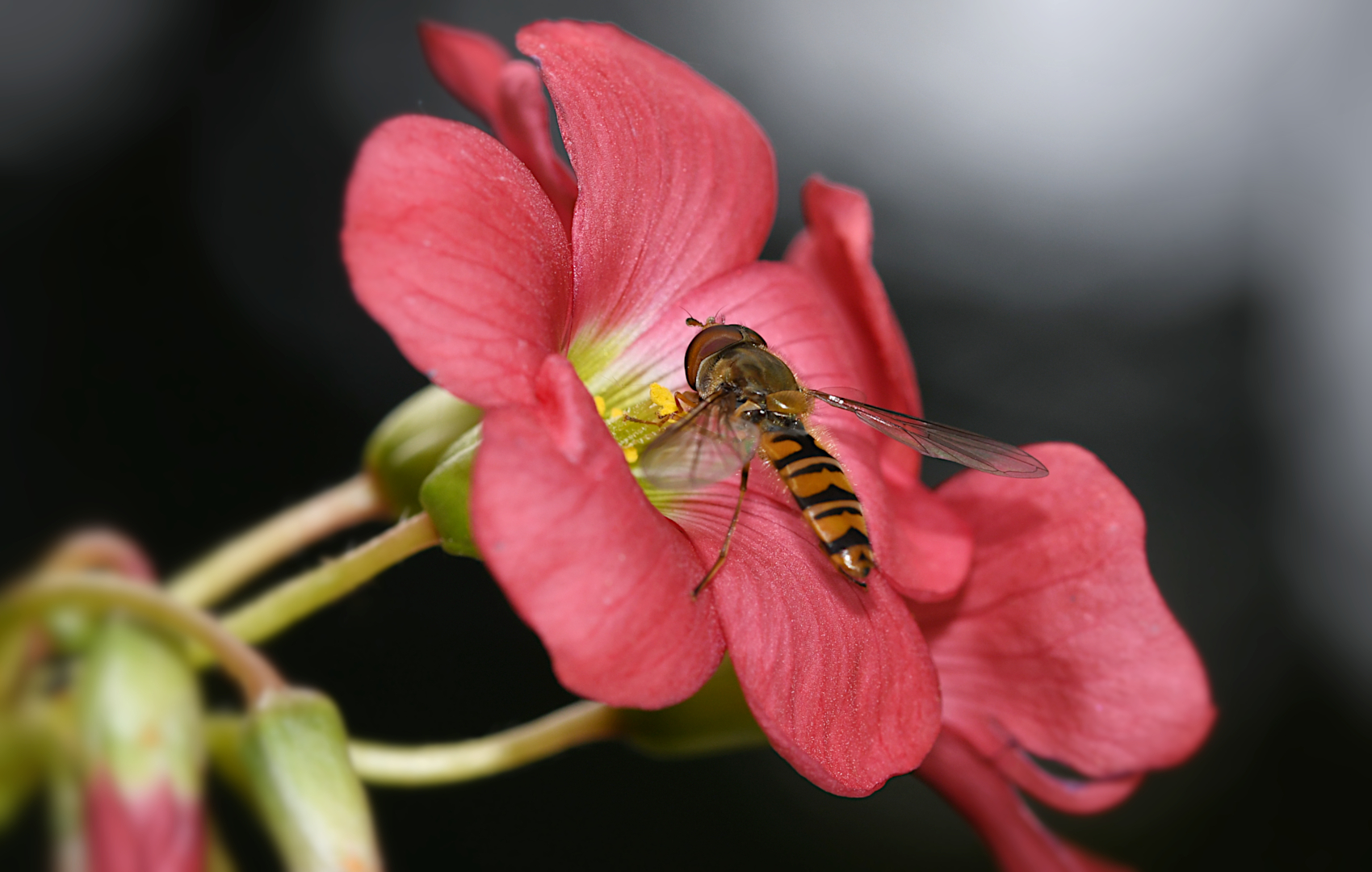 Zwei filigrane Schönheiten ...