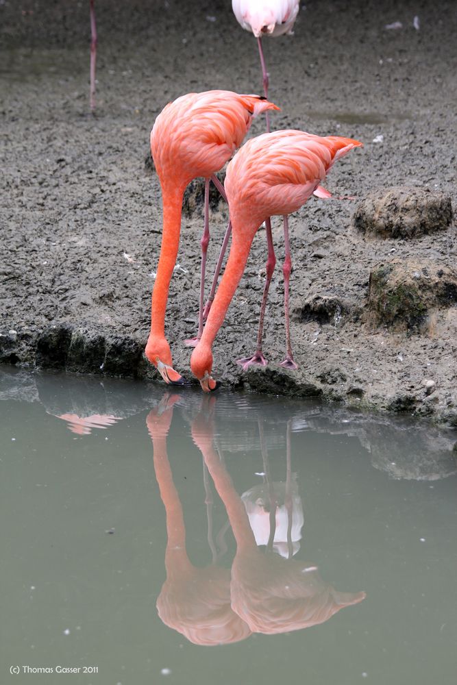 zwei Flamingos