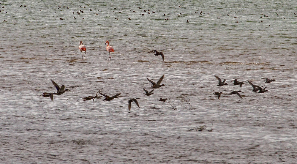 Zwei Flamingos am Chiemsee - kein Blödsinn