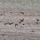 Zwei Flamingos am Chiemsee - kein Blödsinn