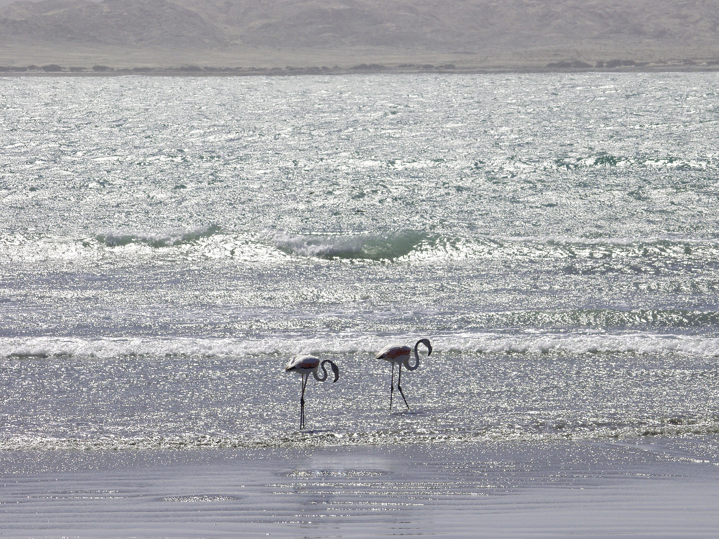 zwei flamingos