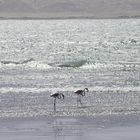 zwei flamingos