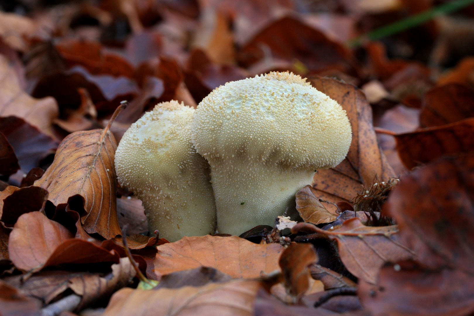 Zwei Flaschen-Stäublinge, Lycoperdon perlatum, im herbstlichen Laubwald