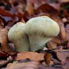 Zwei Flaschen-Stäublinge, Lycoperdon perlatum, im herbstlichen Laubwald