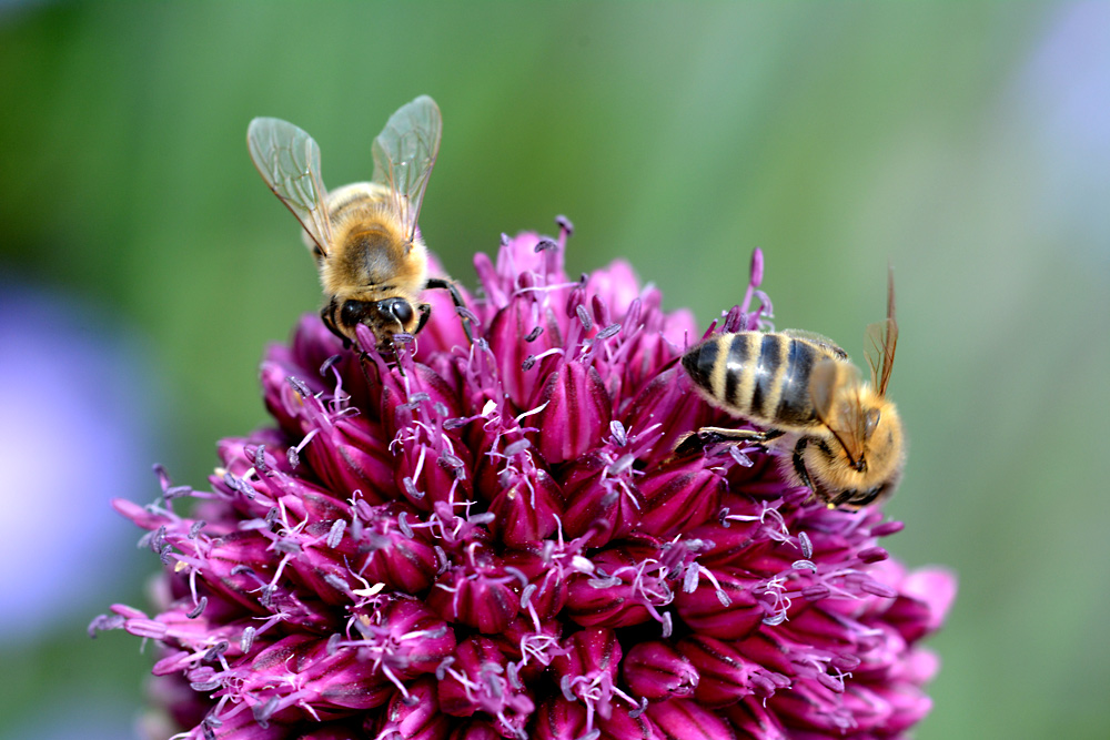 Zwei fleißige Bienchen