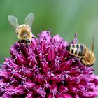 Zwei fleißige Bienchen