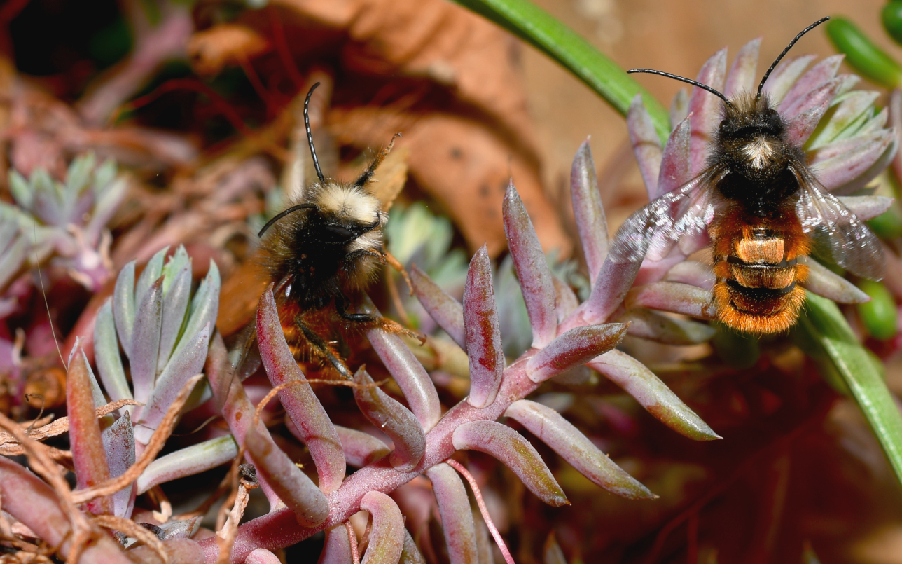 Zwei fleißige Bienchen.........