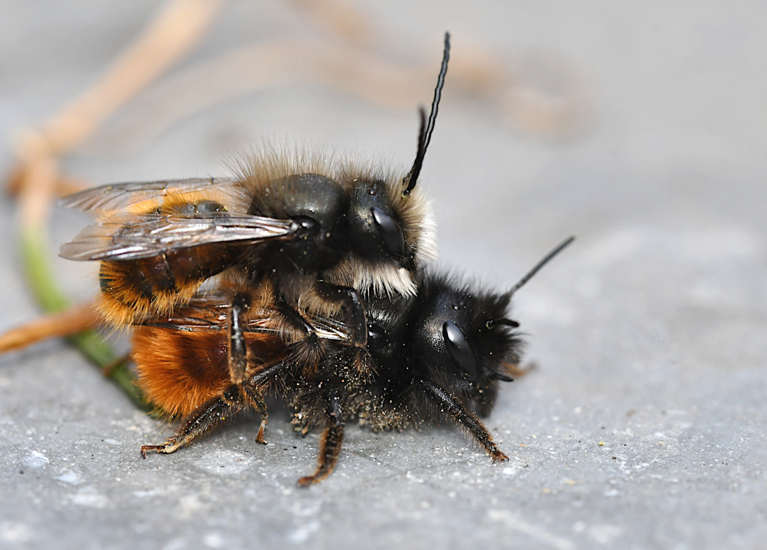 Zwei fleißige Mauerbienchen...