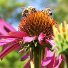 Zwei fleiziege Bienen