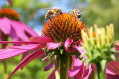 Zwei fleiziege Bienen