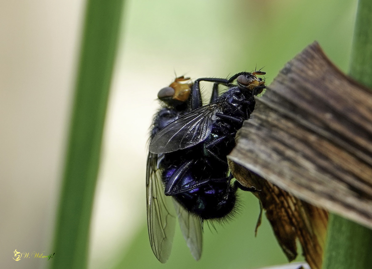 Zwei Fliegen :)