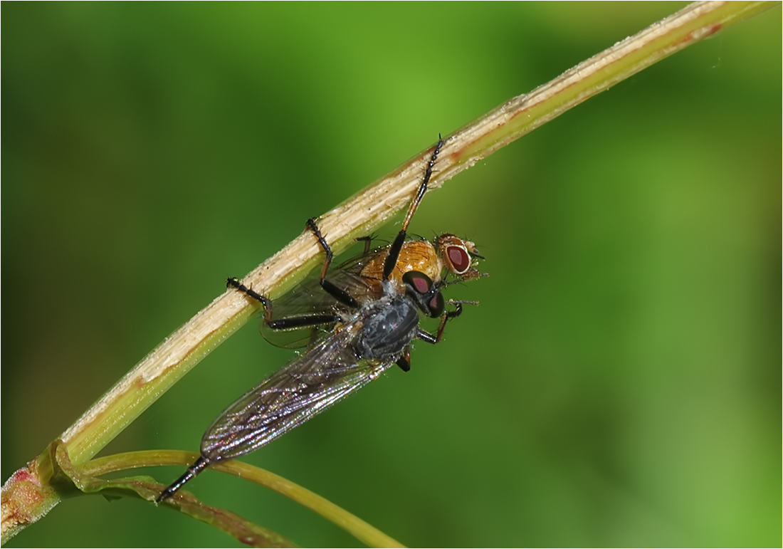  Zwei Fliegen