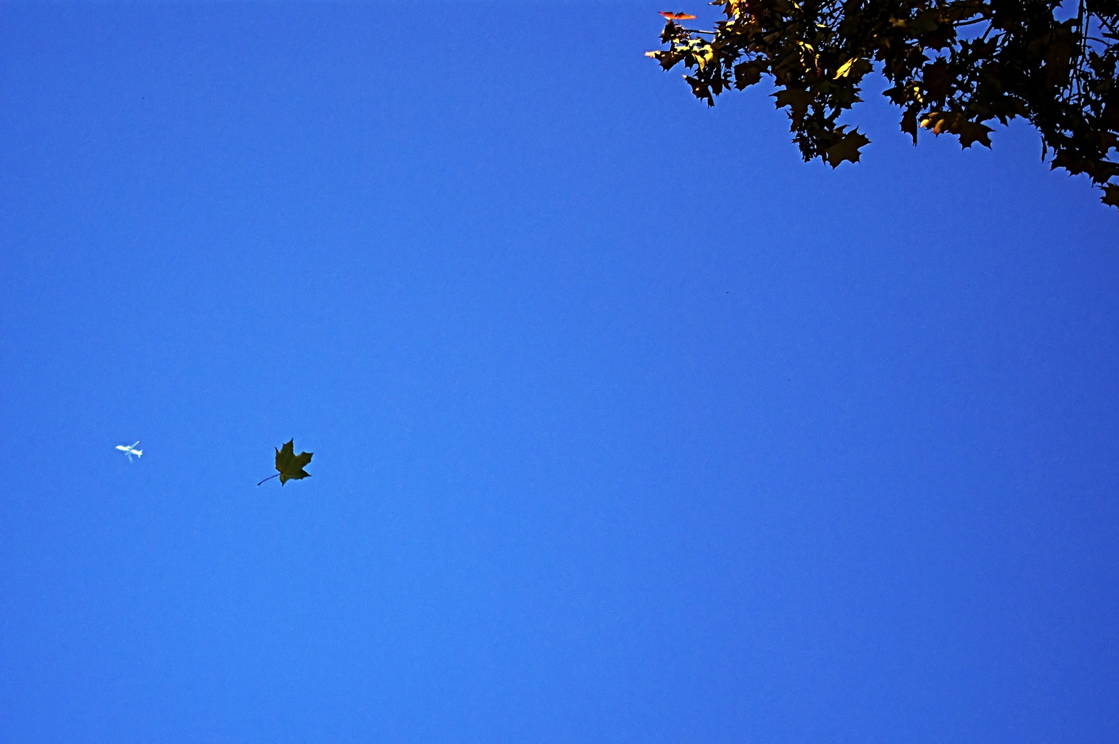 Zwei fliegen