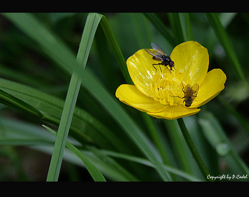 Zwei Fliegen mit . . .