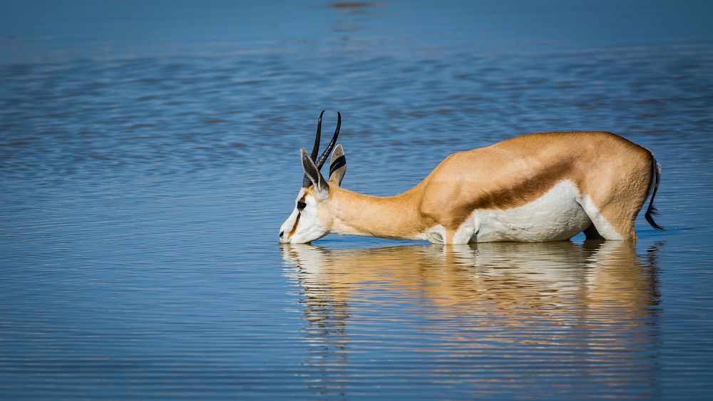 Zwei Fliegen mit einer Klappe... Foto & Bild africa, southern africa, namibia Bilder auf
