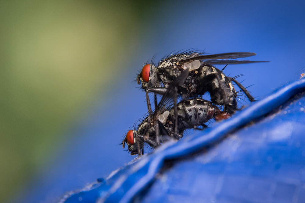 Zwei Fliegen vergnügen sich