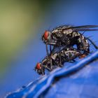 Zwei Fliegen vergnügen sich