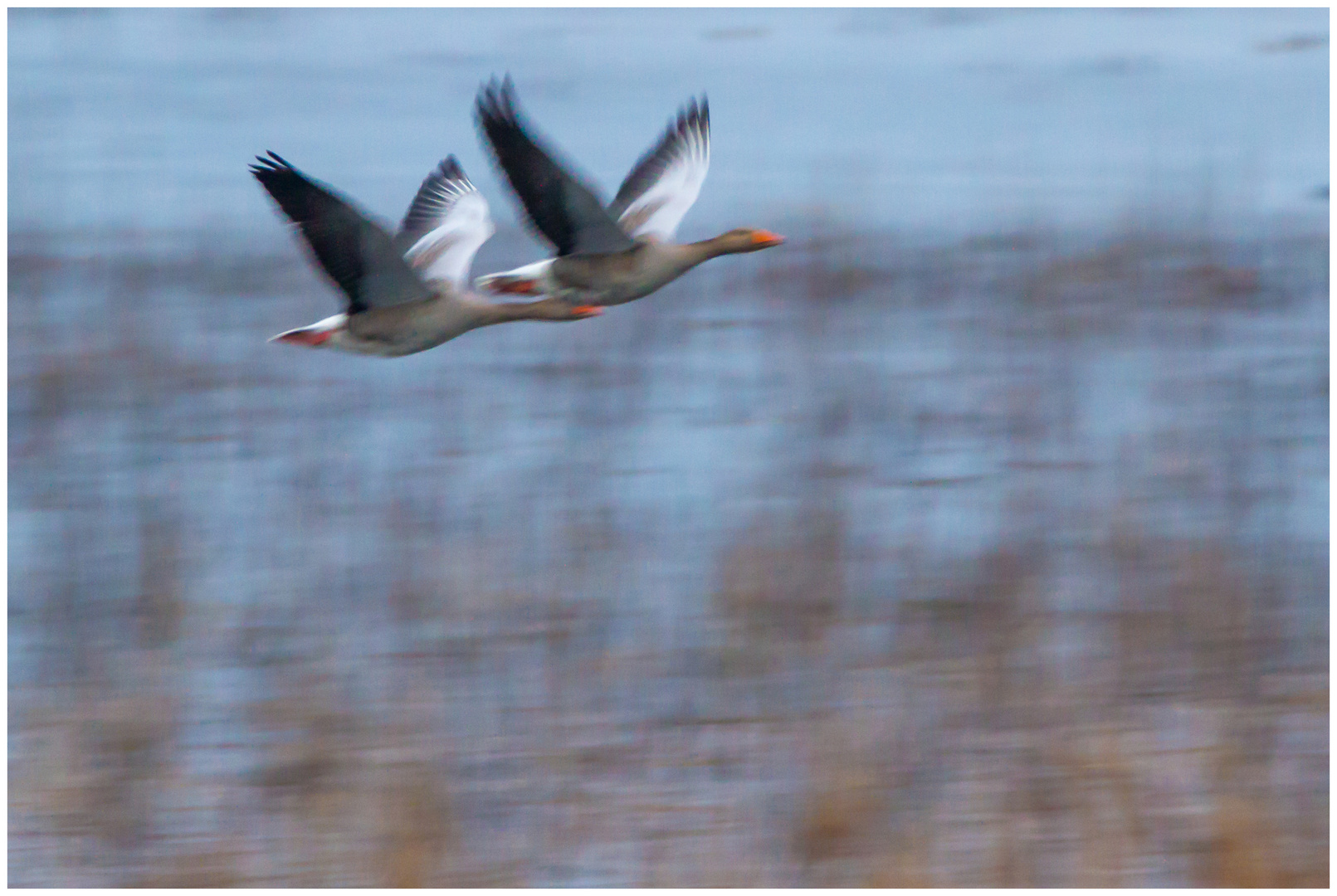 Zwei fliegende Gänse