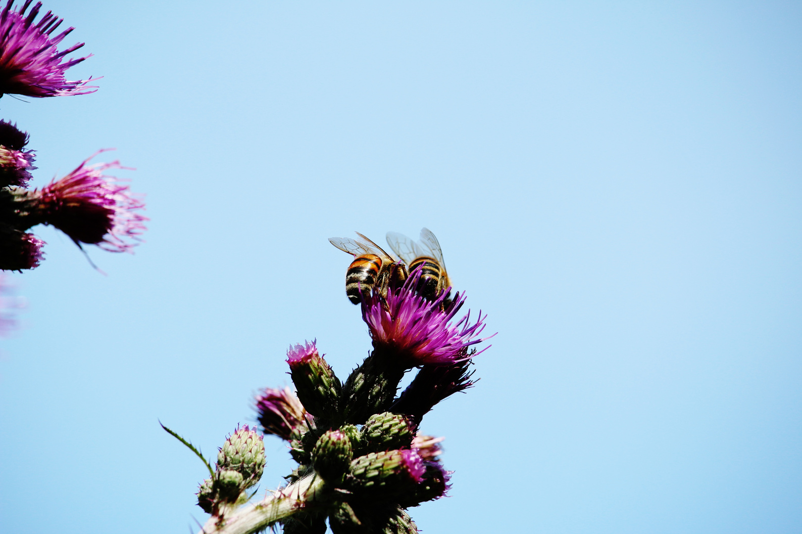 Zwei flotte Bienen zeigen