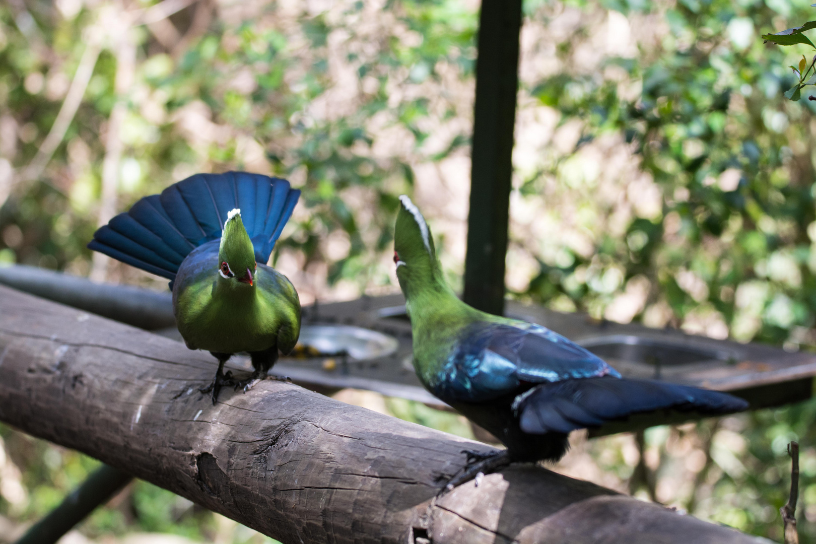 zwei Forrest Birds auf Konfrontation