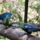 zwei Forrest Birds auf Konfrontation