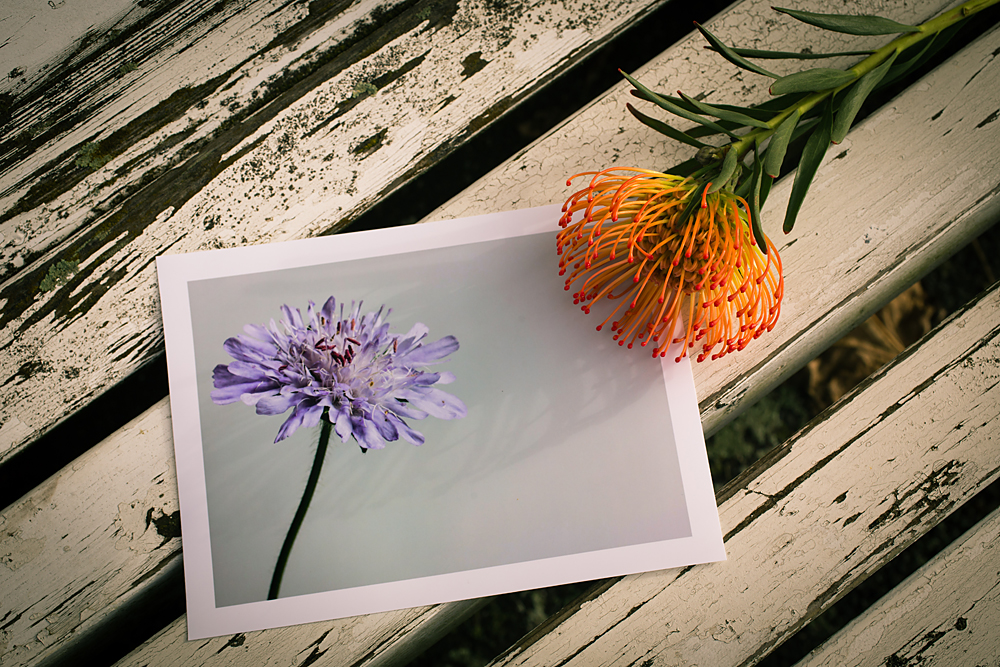 Zwei Frauen, zwei Blumen