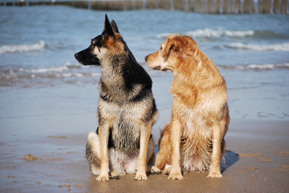 Zwei Freunde am Strand