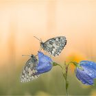 Zwei Freunde .... Begrüßung am  Morgen, der Schachbrettfalter lat.Melanargia galathea