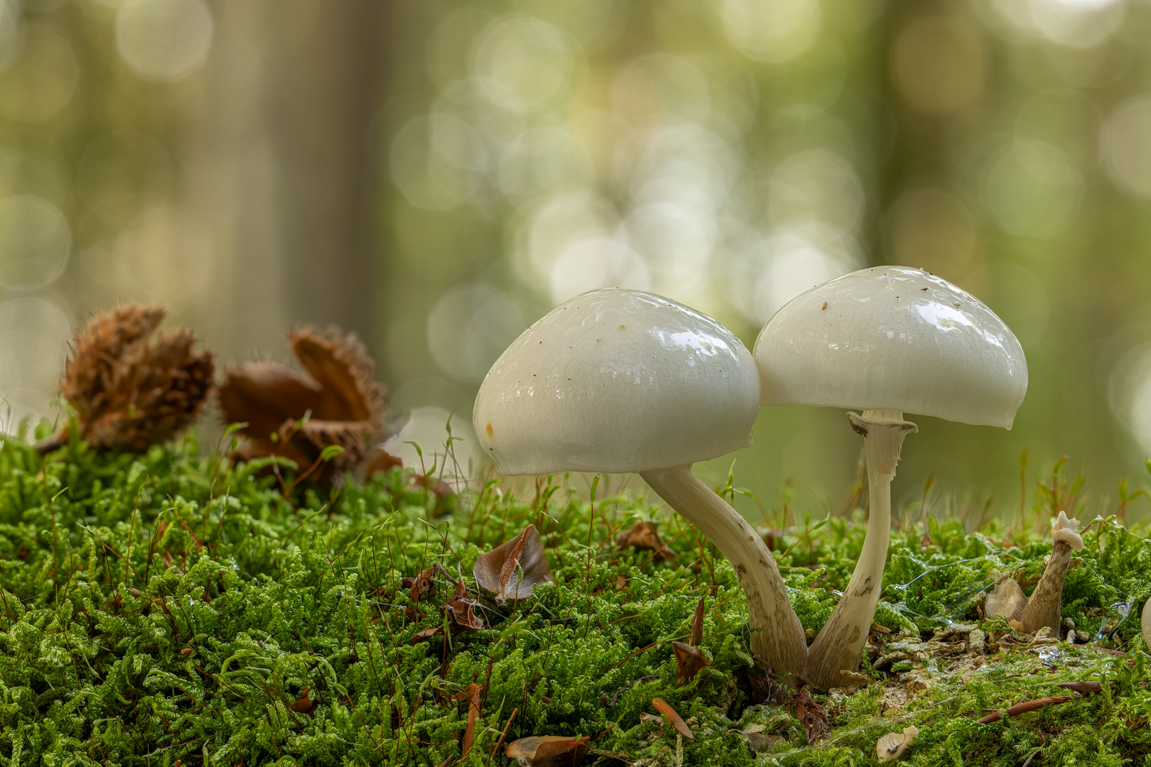 zwei Freunde - Buchenschleimrüblinge im Herbst 2023