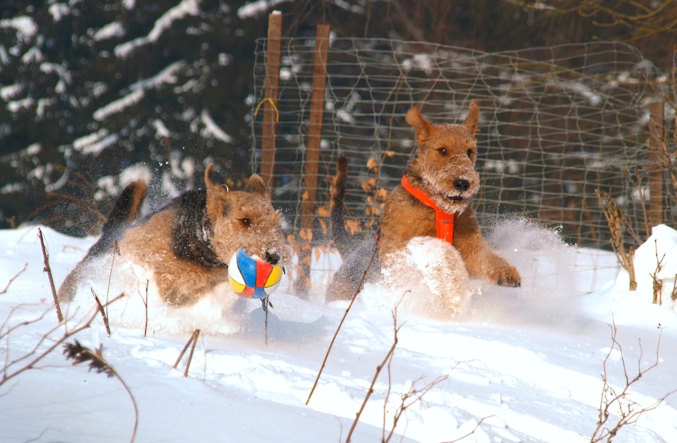 Zwei Freunde im Schnee