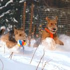 Zwei Freunde im Schnee